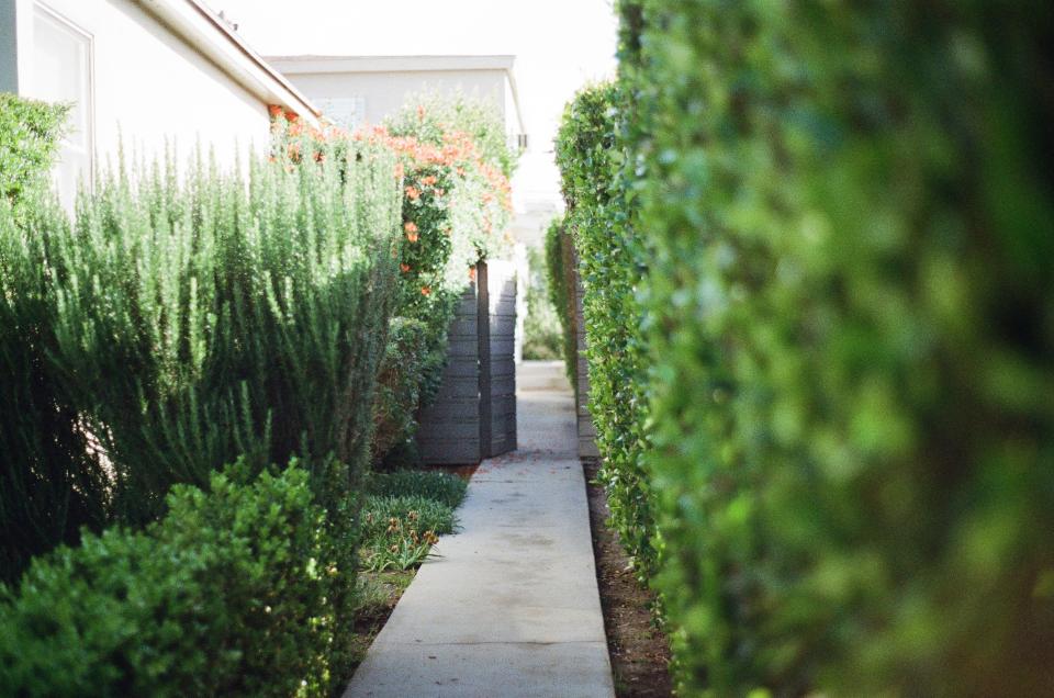 Stone paver walkway with plants