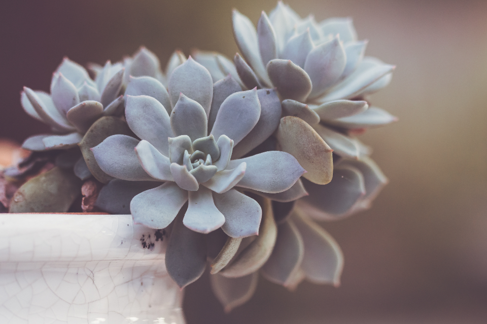 Drought-tolerant garden design